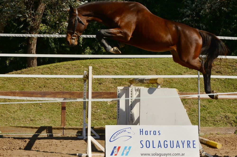 SOLAGUAYRE QUINTAGO